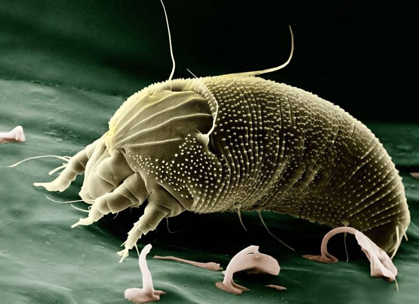 Imagen referencial: Ácaro.