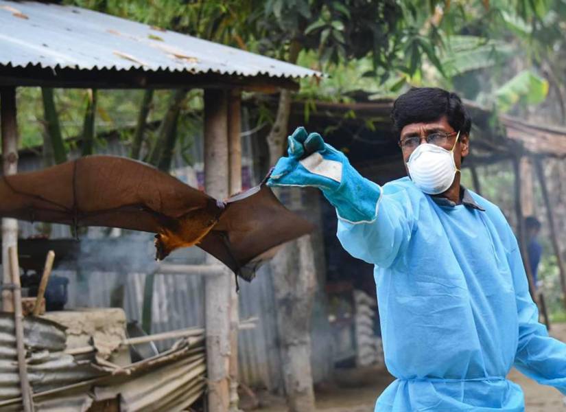 Imagen de un científico sosteniendo a un murciélago, uno de los reservorios del virus Nipah.
