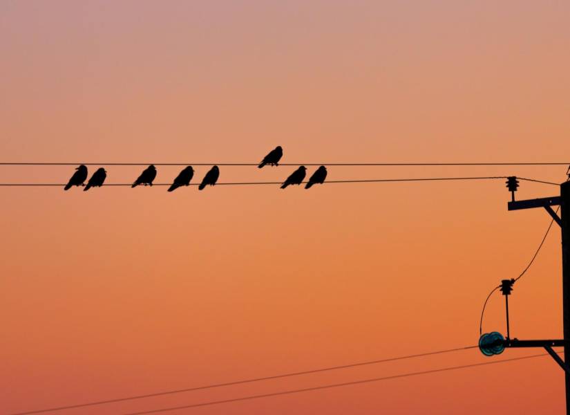 Los pájaros que se posan en cables de alta tensión abundan en todo el mundo.
