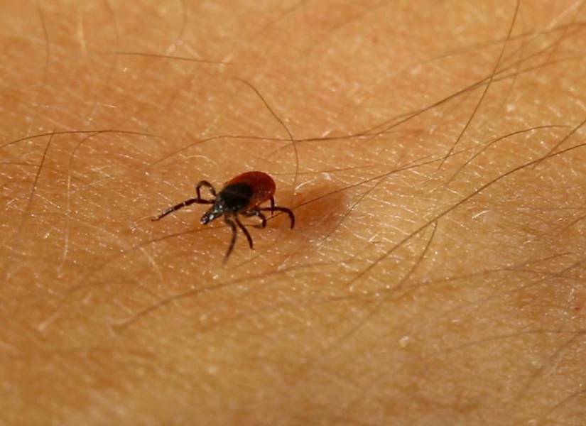 Enfermedad de Lyme, de la que Thalía es víctima.