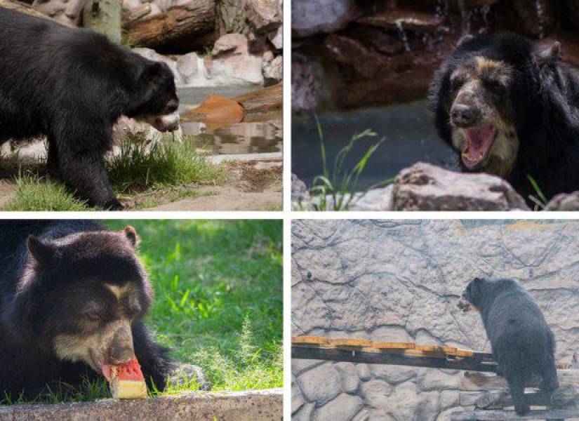El oso de anteojos Suro murió en el Zoológico de Quito a los 22 años