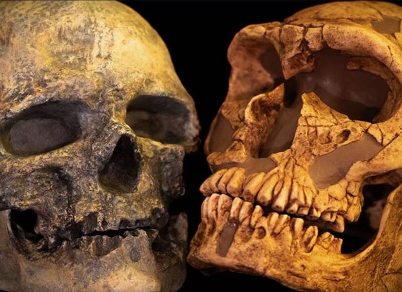 Representación de craneos