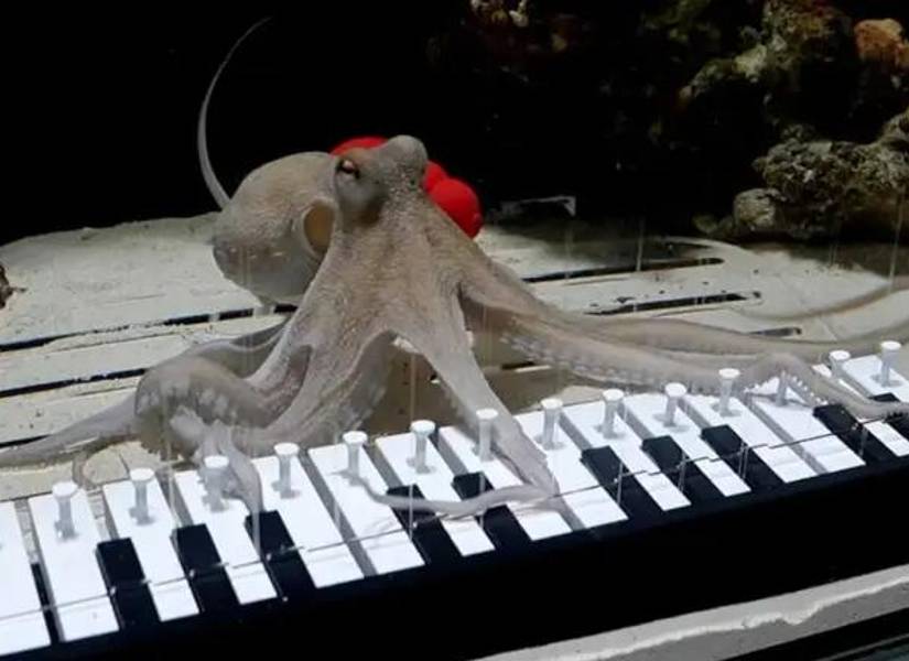 Takoyaki, el pulpo que aprendió a tocar el piano.