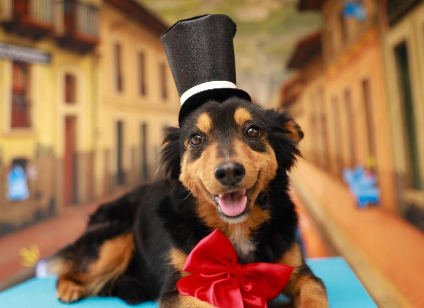 Vivian, 2 años. Es de tamaño pequeño, perfecta para departamentos o espacios reducidos. También fue víctima de acumulación de perros, pero mantiene un carácter dulce y sociable.