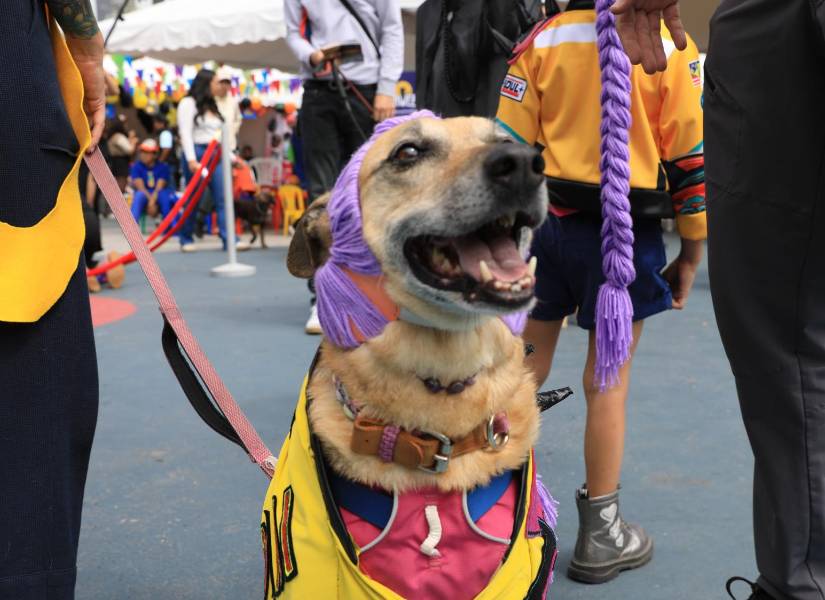 Perros y sus amos también participaron en un concurso de disfraces.