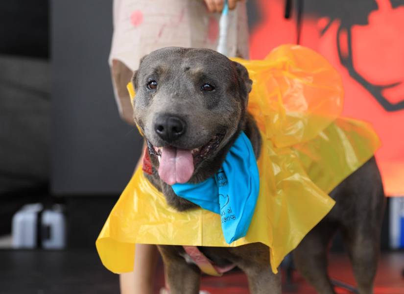 Perros y sus amos también participaron en un concurso de disfraces.