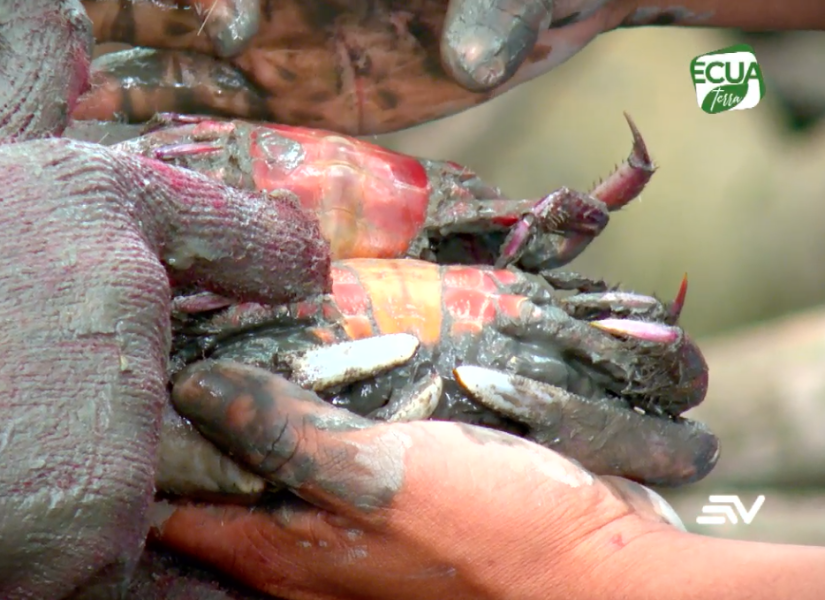 Los recolectores reconocen al macho por la forma triangular en su abdomen. Y el tamaño ideal es de cuatro dedos humanos.