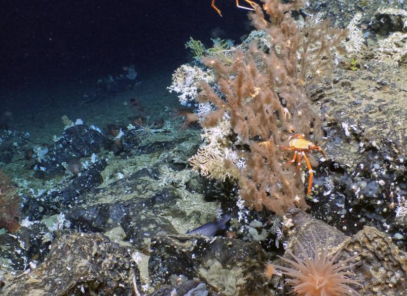 Un nuevo arrecife de coral fue encontrado en las Islas Galápagos