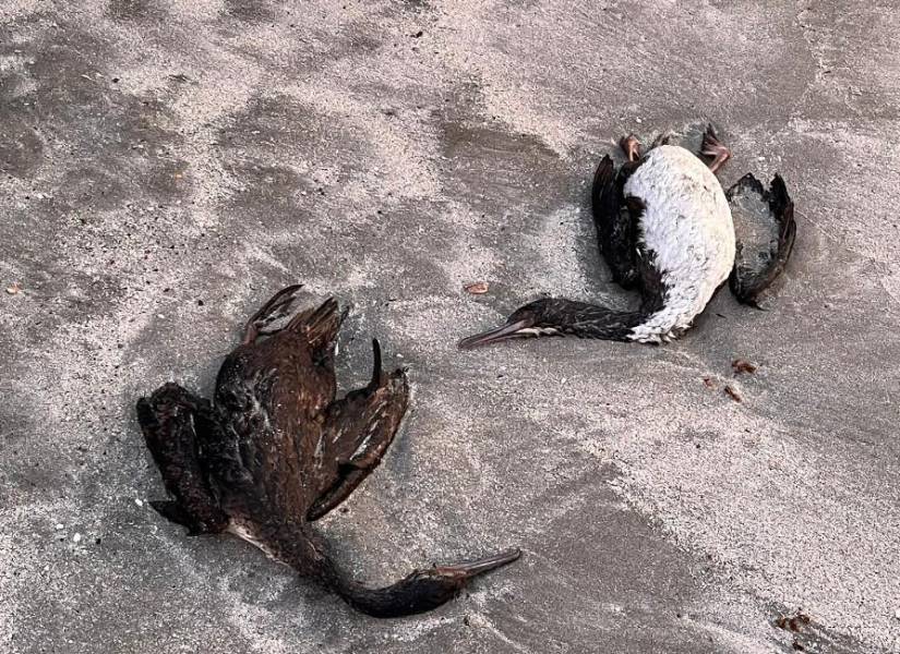 Aves de distintas especies se han hallado muertas las playas de Ecuador, Perú y Chile.