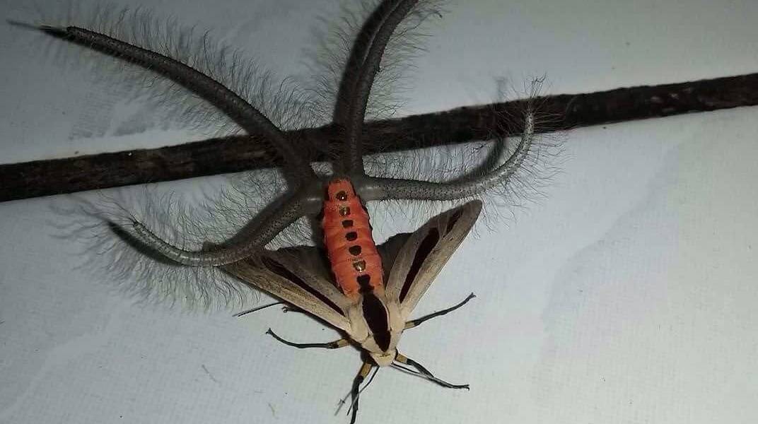 Una &#039;infernal&#039; criatura aterroriza las redes