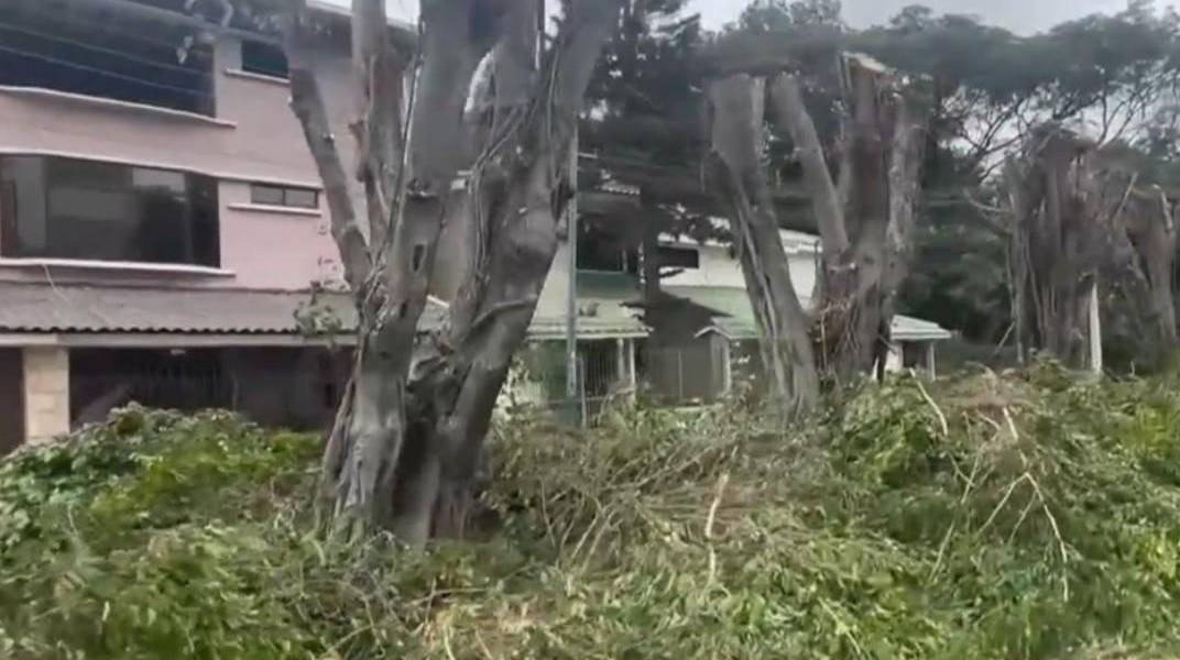 El Municipio de Guayaquil sancionará a urbanización Las Garzas por mutilar árboles sin permiso