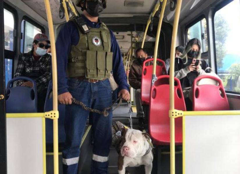 Los perros rescatados colaboran en tareas operativas en las unidades de transporte