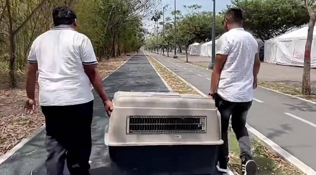 Dirección de Bienestar Animal de Guayaquil investiga presunto envenenamiento de gatos en Parque Samanes