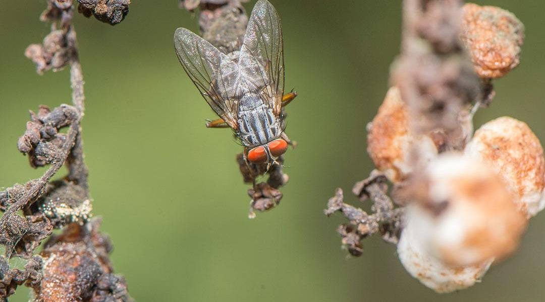 La diminuta mosca que amenaza a 21 especies de aves en Galápagos