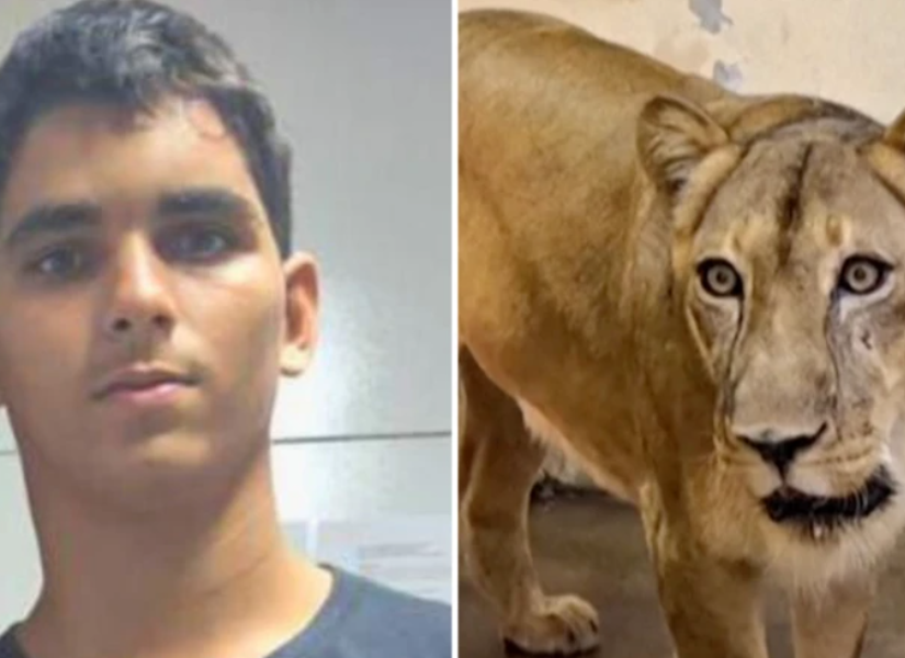 Gerson de Melo Machado murió tras ingresar en el recinto de los leones en un parpque natural de Brasil.
