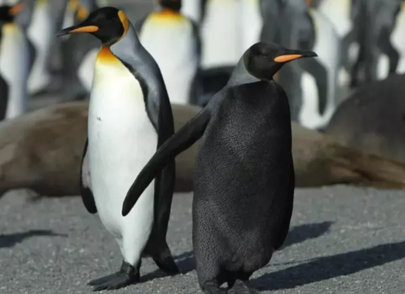 El pingüino negro, junto a otro individuo con el plumaje normal.