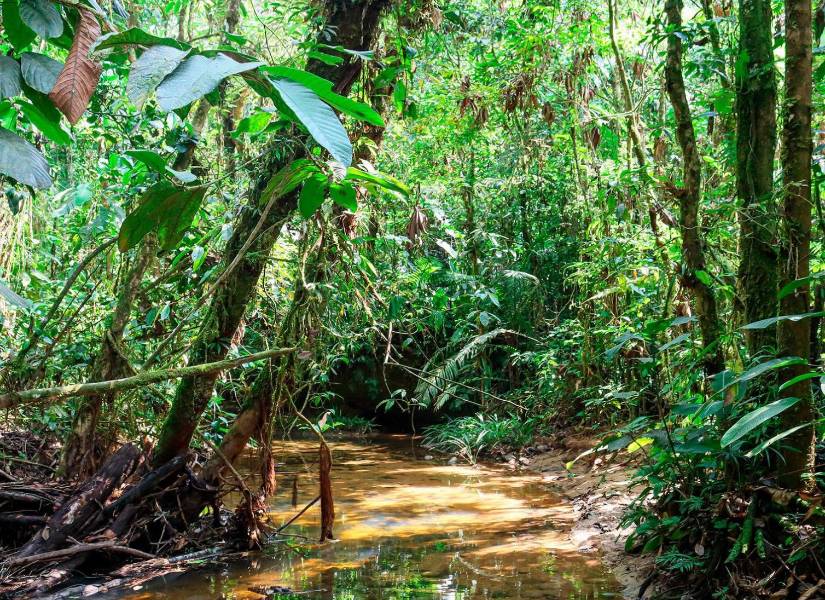 Bosque Protector Venecia, en Napo