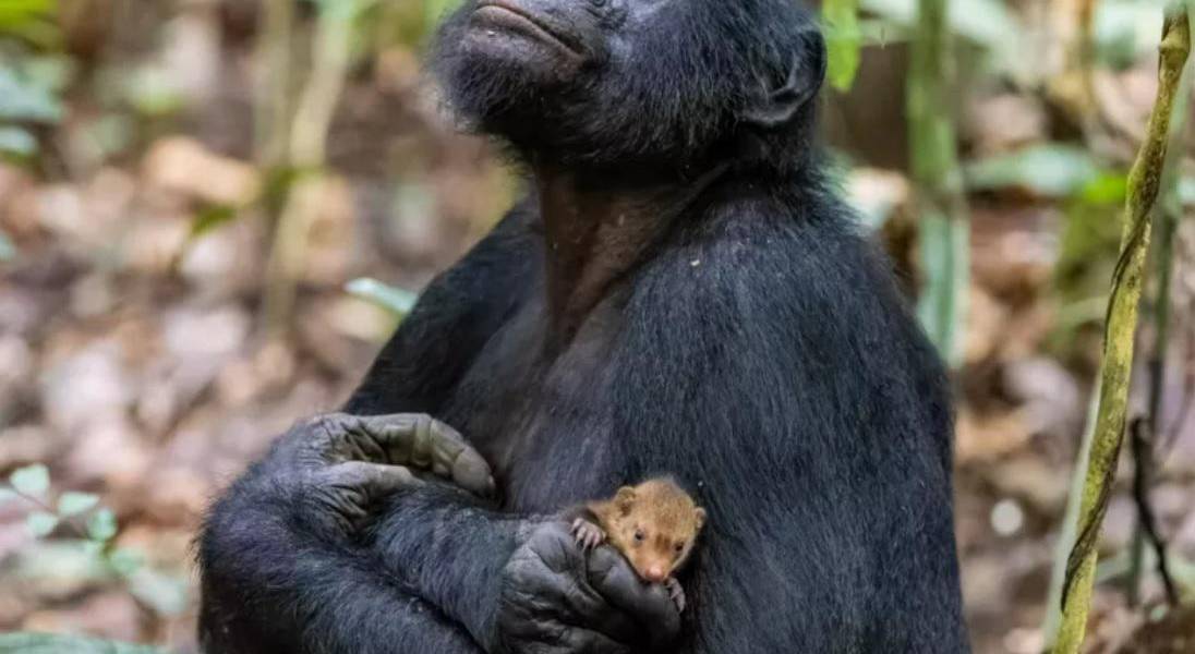 La intrigante imagen de un chimpancé con una cría de mangosta en brazos que opta a un premio de fotos de vida silvestre