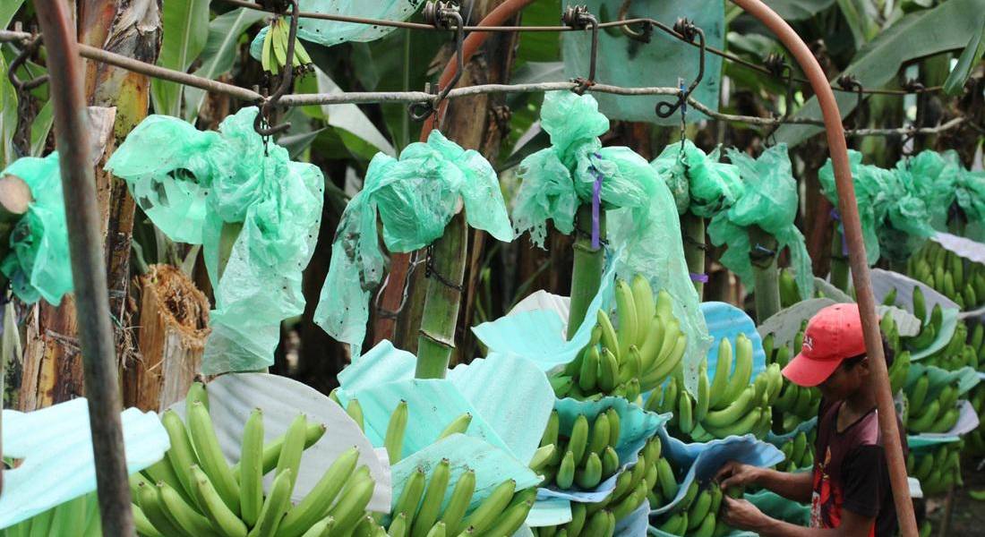 105 productos ecuatorianos no tendrán tasa del 15 % tras modificación de aranceles recíprocos