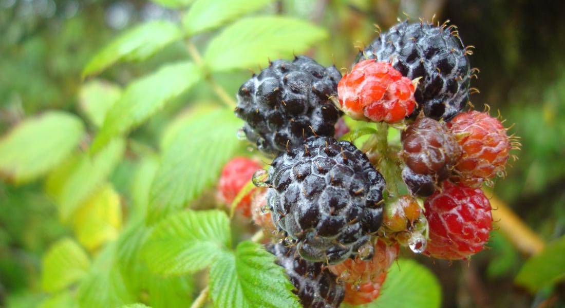 Autoridades preparan plan sobre la mora, invasora de las Galápagos