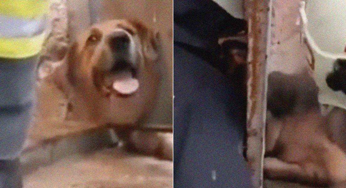 Bomberos rescatan a un perro cuya cabeza quedó atrapada en una puerta metálica