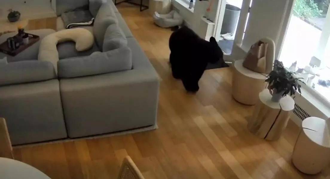 Video | Un pequeño perro ahuyentó a un oso en Canadá