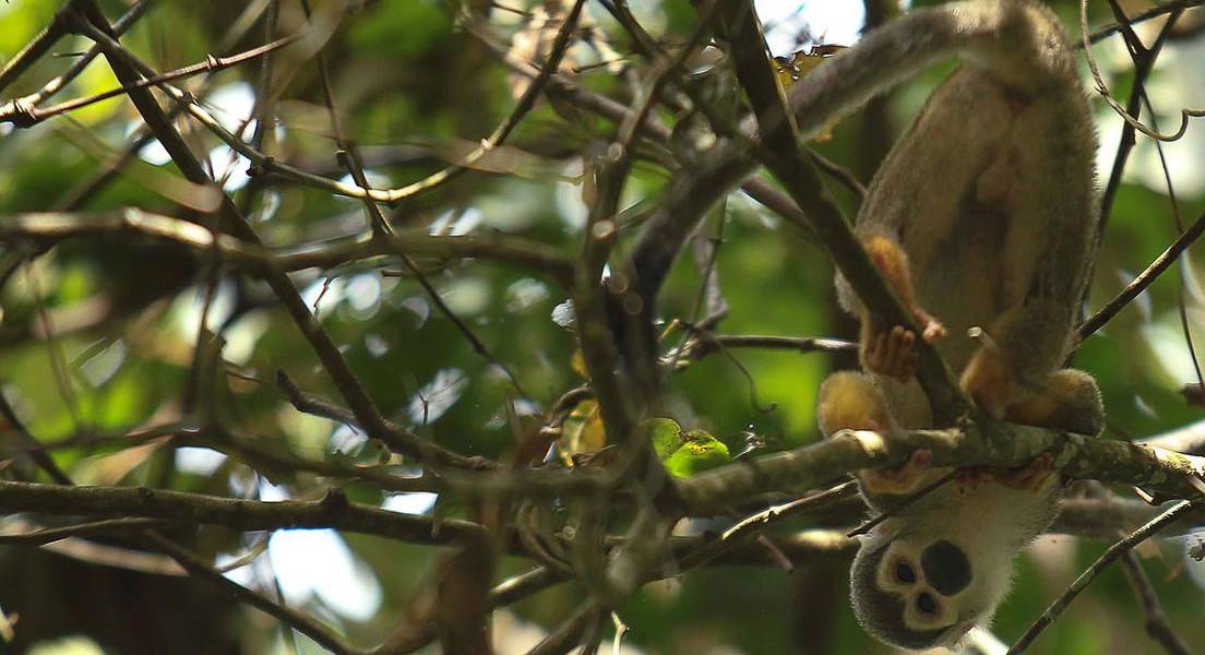 El tráfico de fauna silvestre va en incremento en Ecuador