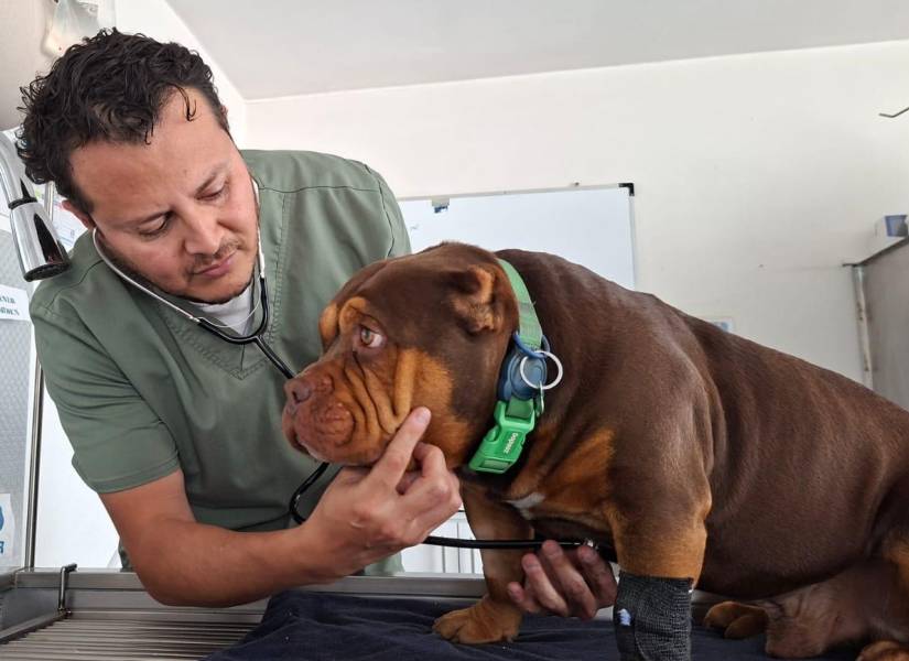 Christian Saltos con una mascota que llegó a la clínica veterinaria DoctorVet, en Quito.