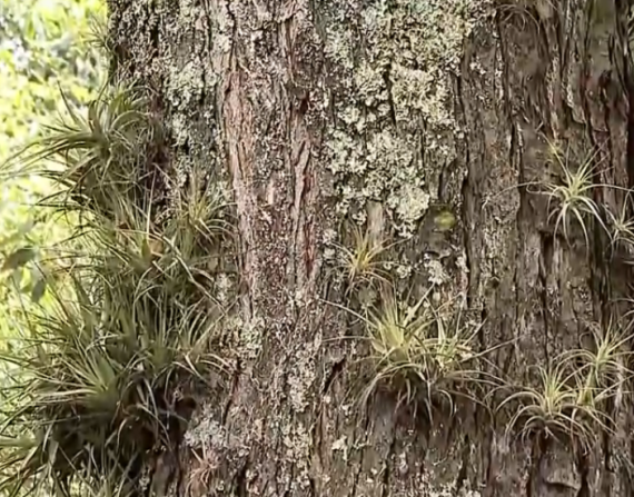 La Tillandsia Recurvata en el tronco de un árbol.