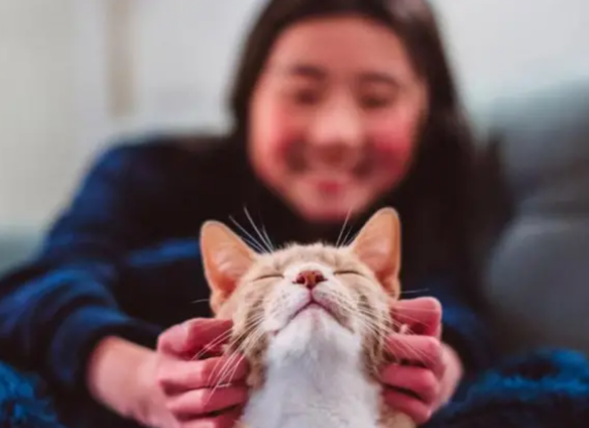 Los gatos se convirtieron en nuestras mascotas mucho más tarde de lo que se pensaba (y todos provienen de la misma especie)