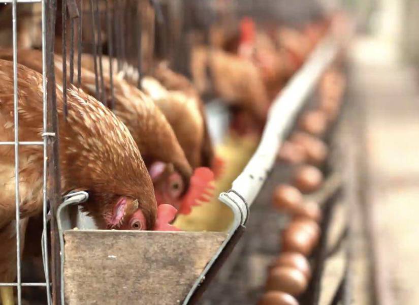 Imagen referencial de gallinas de criadero.