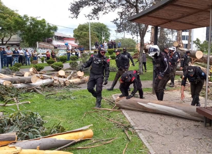 El árbol fue cortado en varias partes para su retiro.