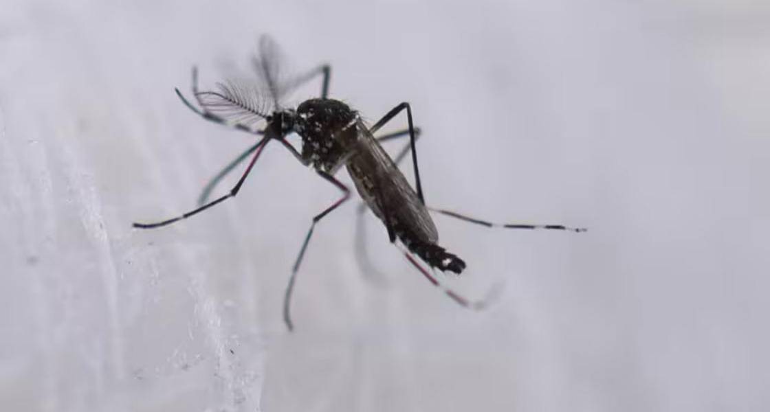 El primer paciente de fiebre amarilla de Ecuador en 2025 falleció, confirmó el ministro de Salud