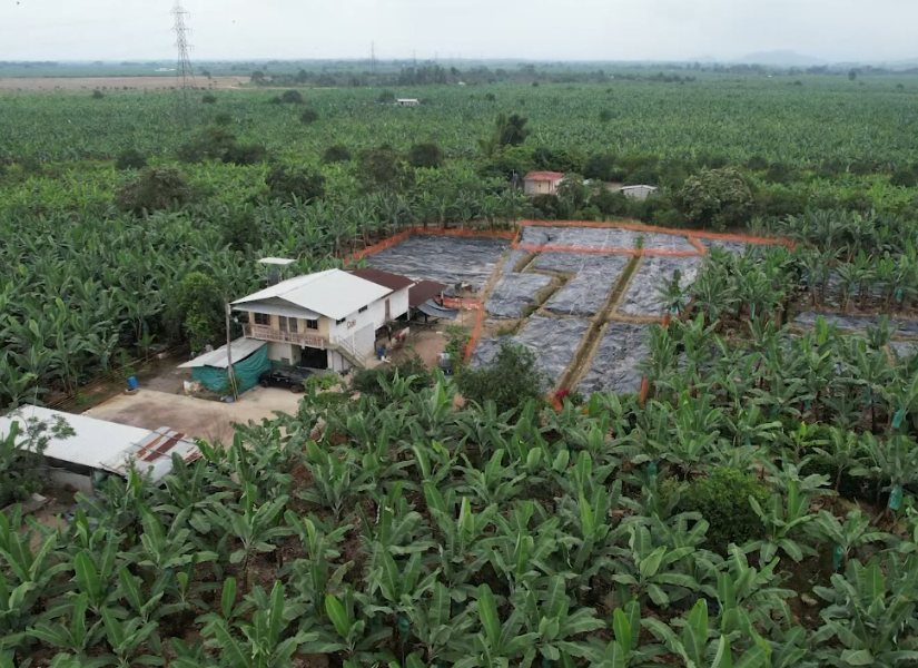 Más de 4 000 plantas de banano han sido destruidas en Santa Rosa, El Oro, por el Fusarium Raza 4