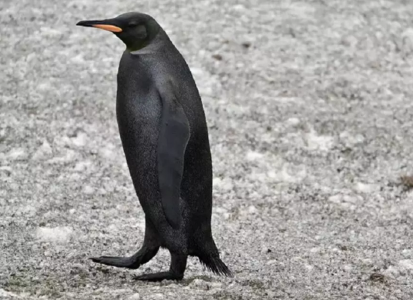 El pingüino negro, junto a otro individuo con el plumaje normal.