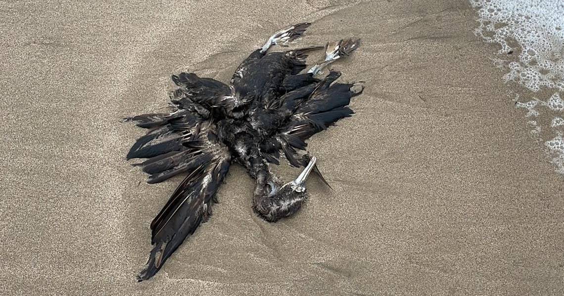 Extraño caso de aves muertas en las playas de Ecuador, Perú y Chile