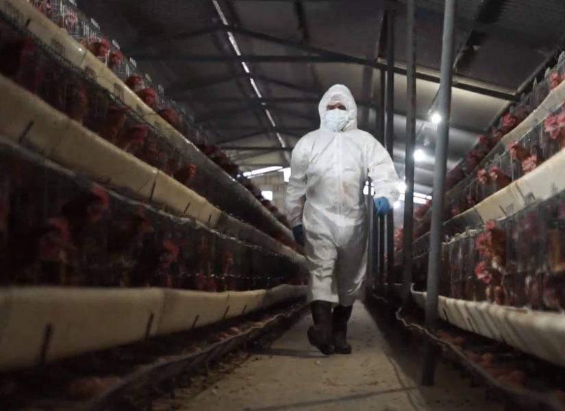 Imagen referencial de un trabajador en una granja avícola.