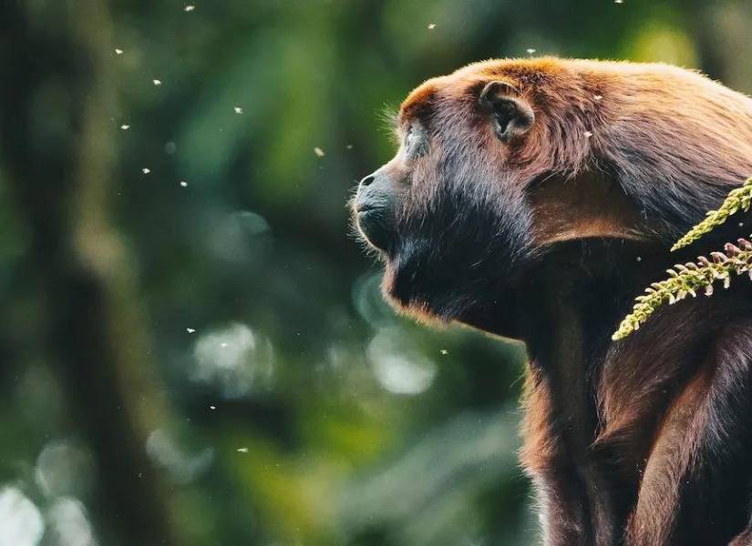 El refugio selvático que ha rehabilitado y liberado a más de 500 animales en Pastaza