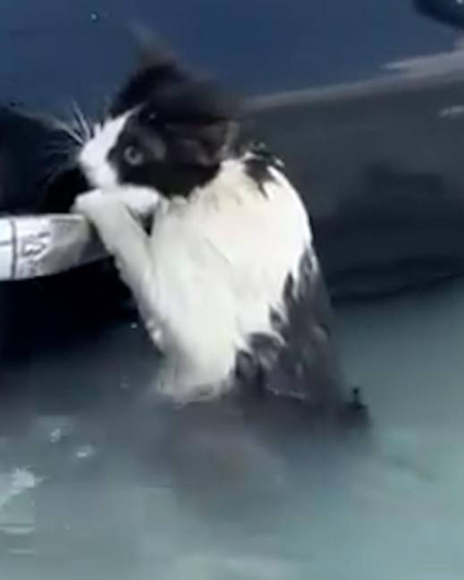 Captura del video del gato rescatado de una inundación en Dubái.