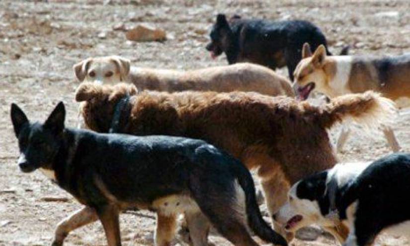 Detectan perros ferales contagiados con covid-19 en la Amazonía, según estudio