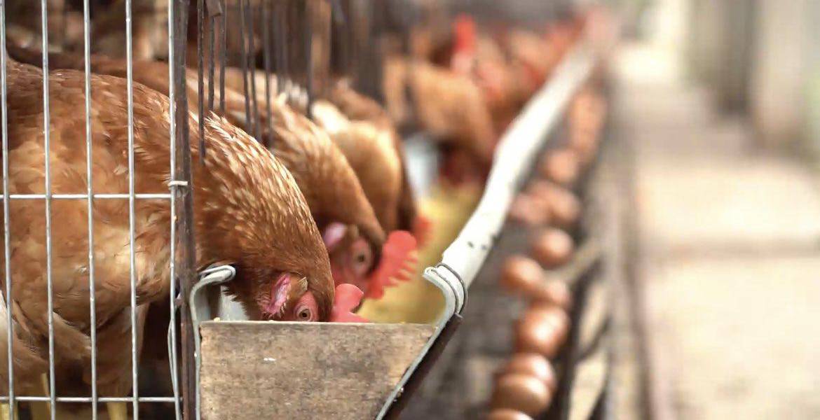 El Gobierno de Ecuador busca vacuna para frenar contagio de gripe aviar