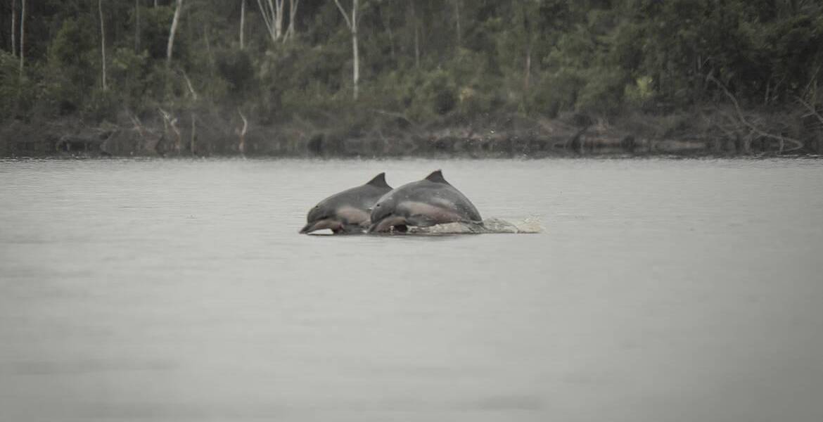 Declaración global para la conservación de delfines de río, pone en foco la urgencia de su protección en Ecuador y el mundo​​​​​​