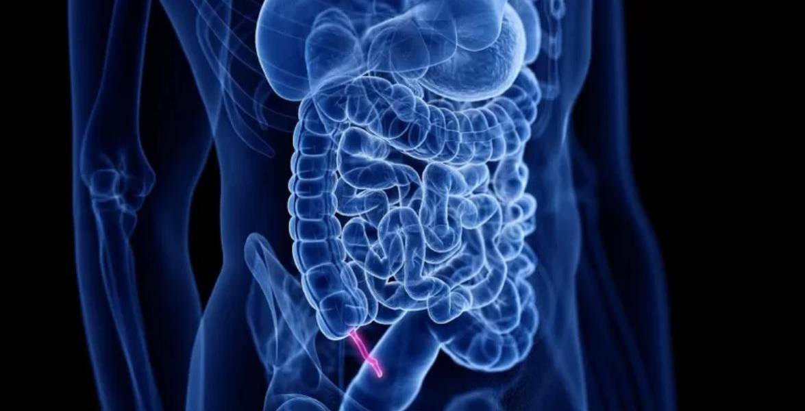 Por qué el apéndice no es tan inútil como se pensó durante décadas