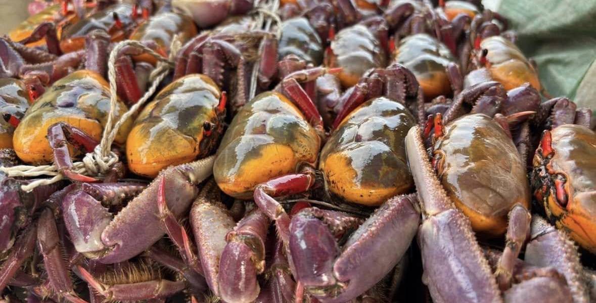Veda del cangrejo en Ecuador 2025: ¿Cuándo termina y qué debes saber?