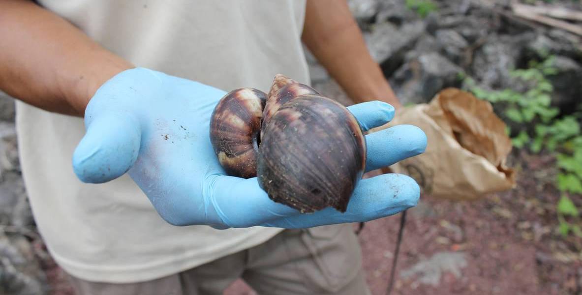Hay preocupación entre agricultores de Galápagos por presencia de caracol africano