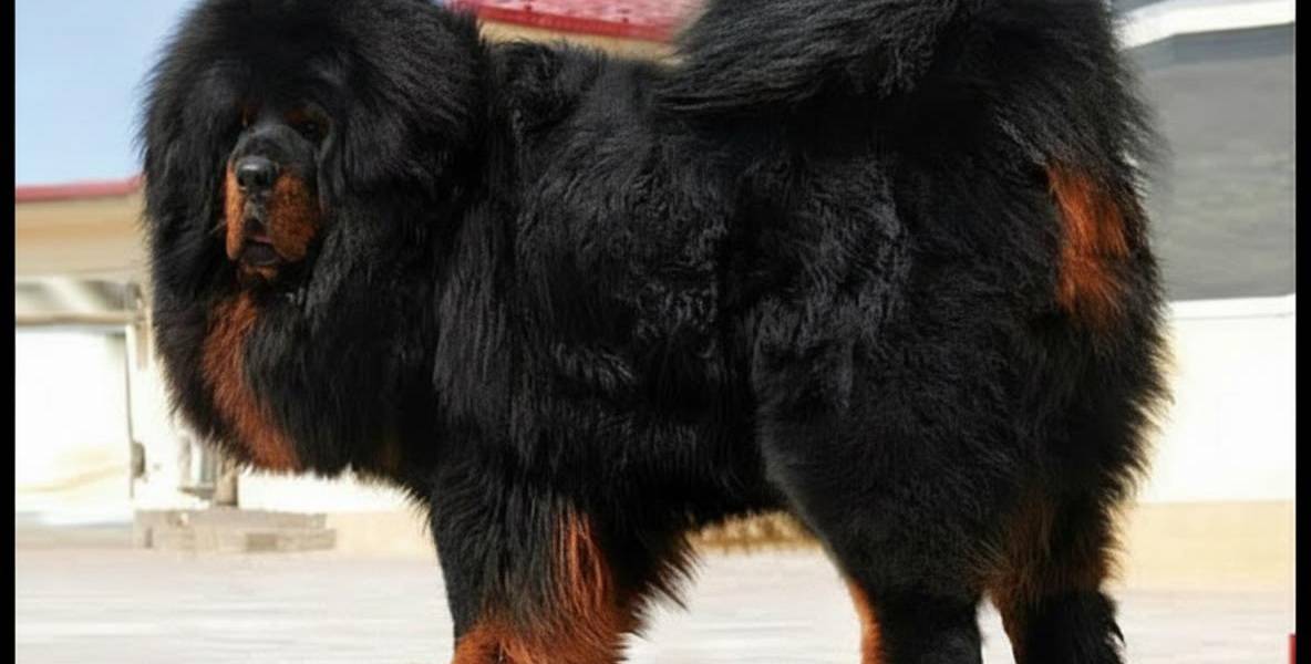 Un perro mastín tibetano fue vendido por USD 1 millón en una feria de mascotas de lujo en China