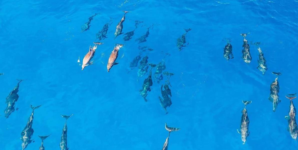 Video | Impresionante avistamiento de una familia de delfines en las Islas Galápagos