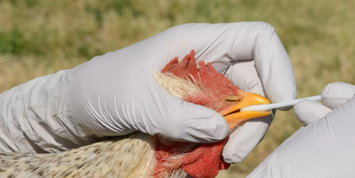 Detectan nuevo caso de influenza aviar en Cotopaxi, técnicos aseguran que está contenido