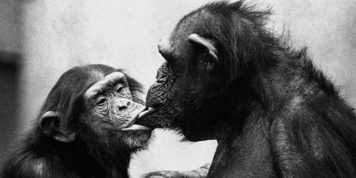 Simios asexuales y bisexuales: lo que revela el sexo de los primates sobre los humanos