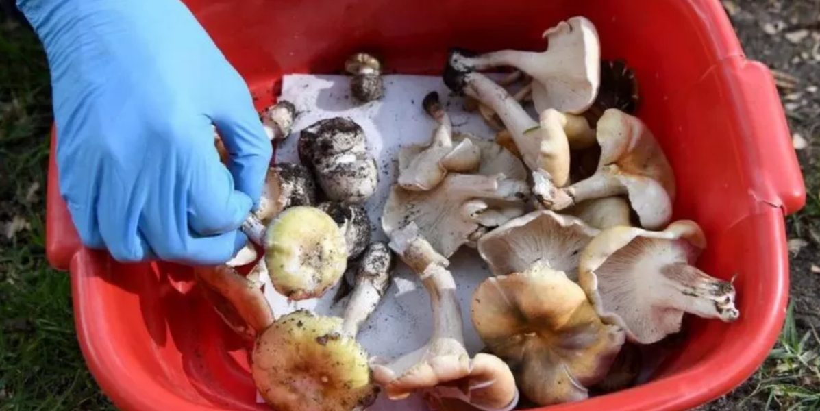El misterioso caso de la familia australiana que murió envenenada tras un almuerzo con hongos